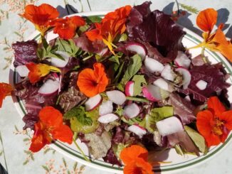 all fresh picked salad
